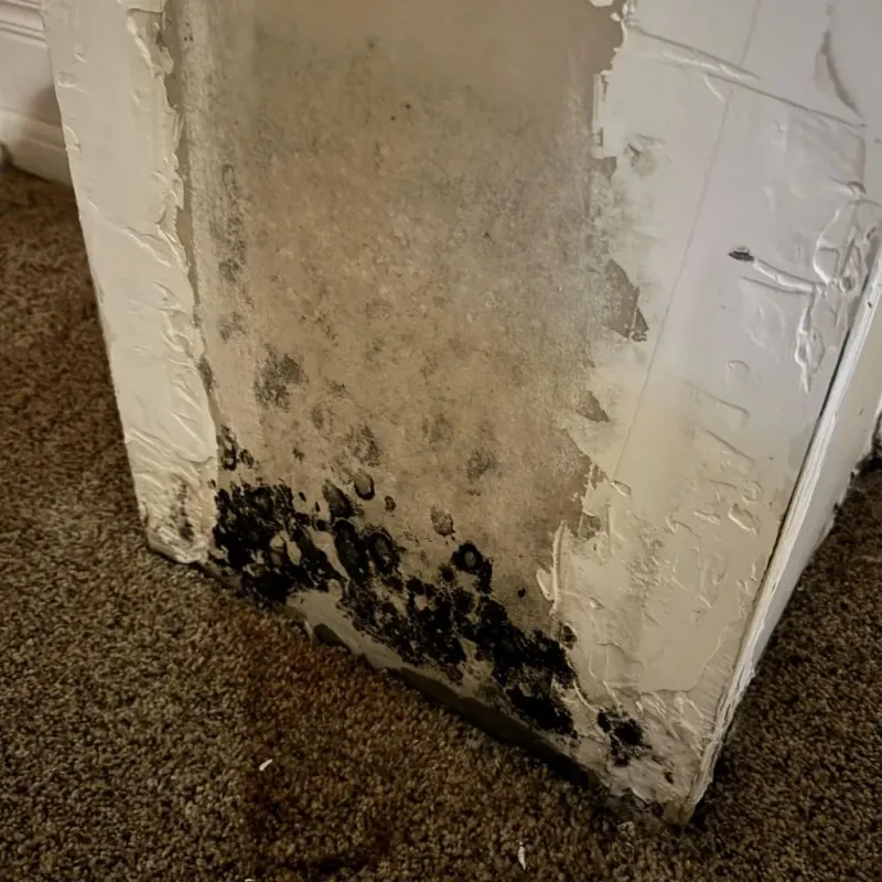 Professional Mold Removal in Clarence, NY